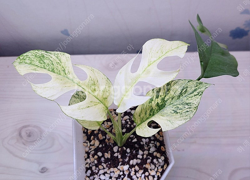 무늬히메,화이트민트히메,풀민트히메,트루비스킨,에피민트 등 여러 희귀식물 분양해요--2